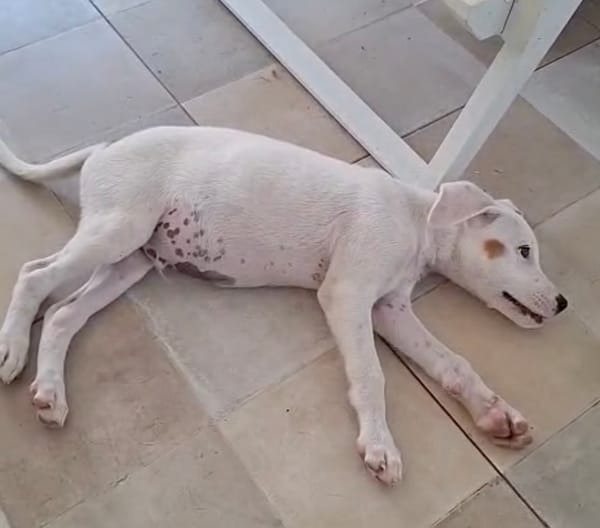 ARCHIE, chiot mâle Berger Créole