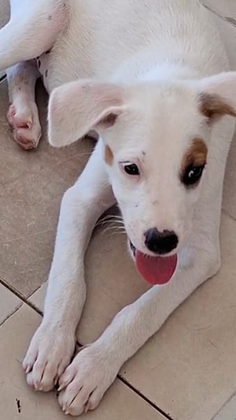 ARCHIE, chiot mâle Berger Créole