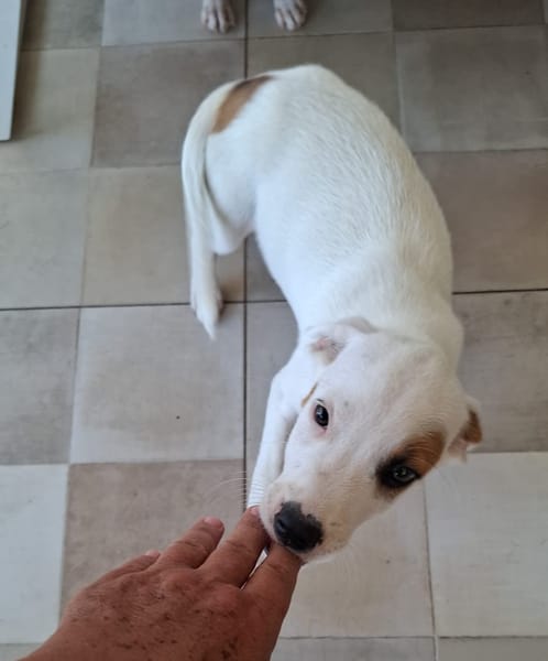 ARCHIE, chiot mâle Berger Créole