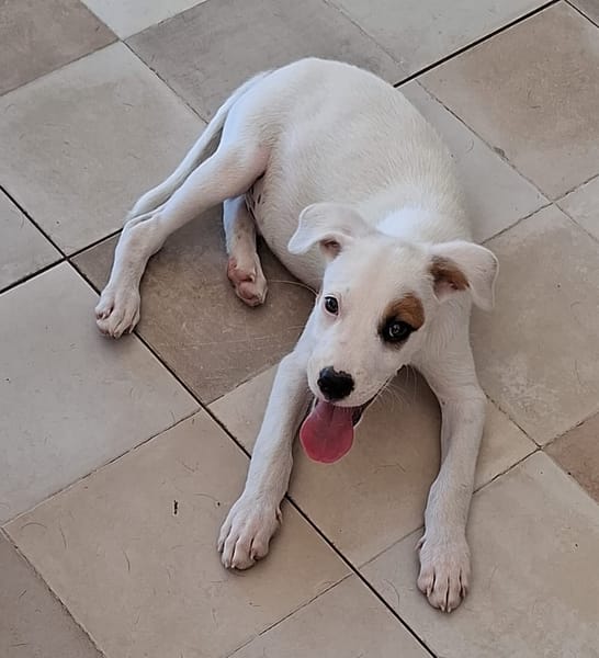 ARCHIE, chiot mâle Berger Créole