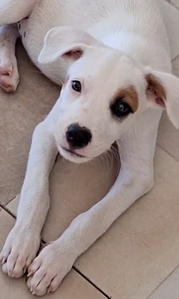 ARCHIE, chiot mâle Berger Créole