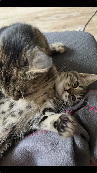 Chico