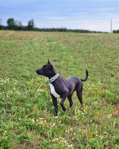 TILOUP Croisé Labrador