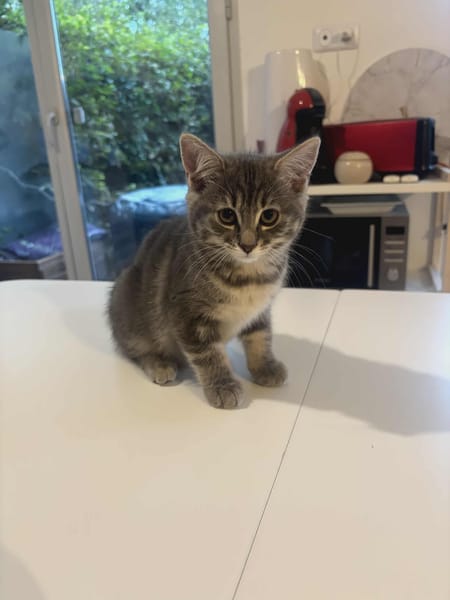 Simone