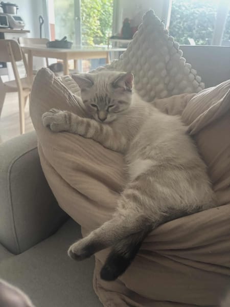 Merlin