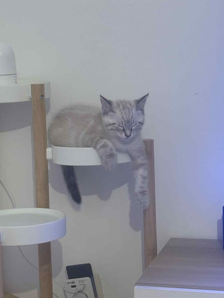 Merlin