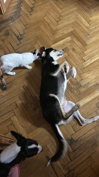 MANOLITO