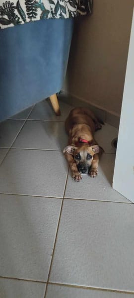 Anuka, femelle berger, née le 15/06/2025 🐶