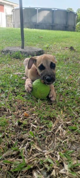 Anuka, femelle berger, née le 15/06/2025 🐶
