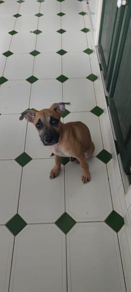 Anuka, femelle berger, née le 15/06/2025 🐶