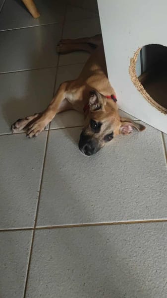 Anuka, femelle berger, née le 15/06/2025 🐶