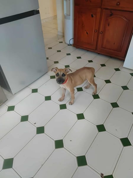 Anuka, femelle berger, née le 15/06/2025 🐶