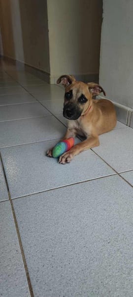 Anuka, femelle berger, née le 15/06/2025 🐶