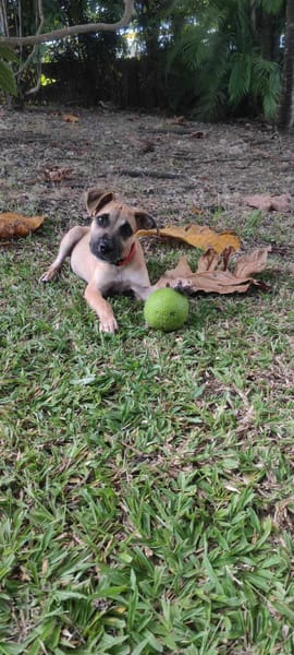 Anuka, femelle berger, née le 15/06/2025 🐶