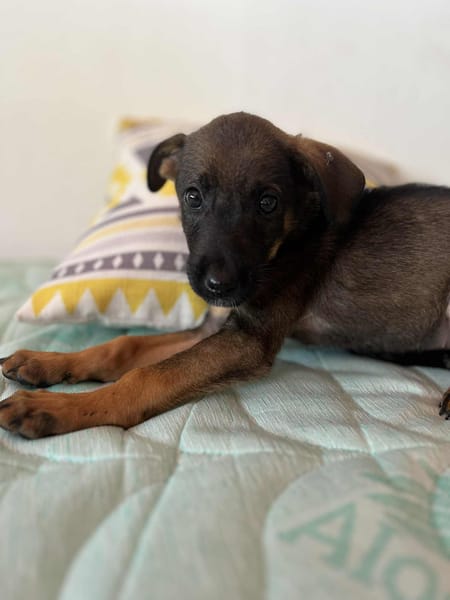 Brownie, femelle croisée berger, née le 01/08/2025 🐶