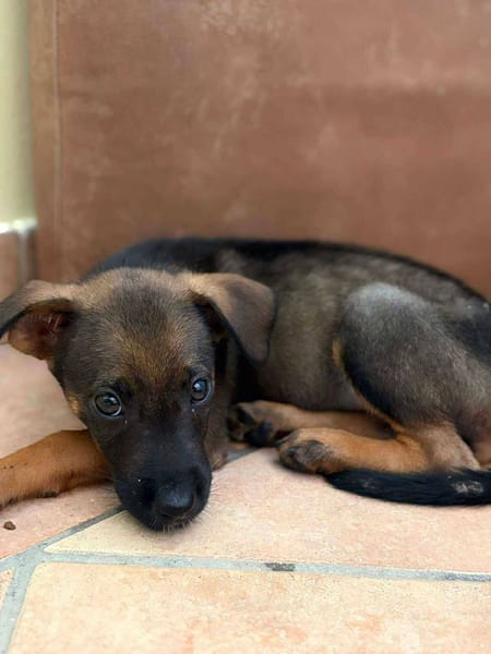 Brownie, femelle croisée berger, née le 01/08/2025 🐶