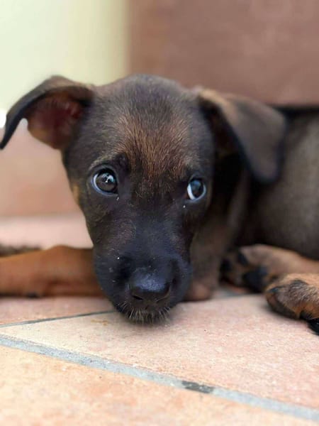 Brownie, femelle croisée berger, née le 01/08/2025 🐶