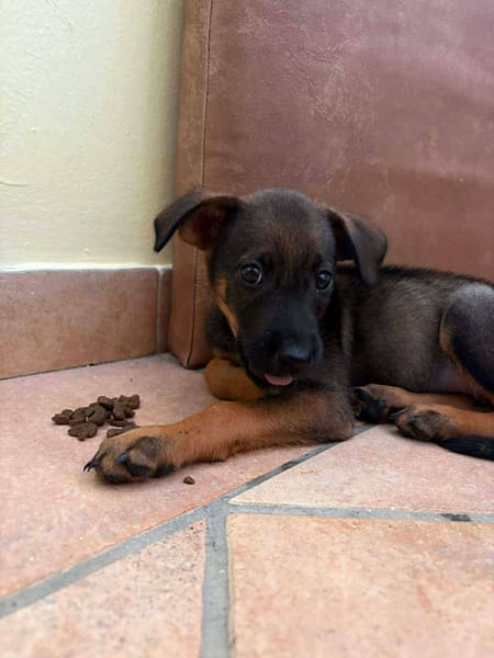 Brownie, femelle croisée berger, née le 01/08/2025 🐶
