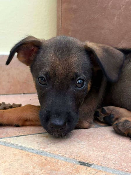 Brownie, femelle croisée berger, née le 01/08/2025 🐶