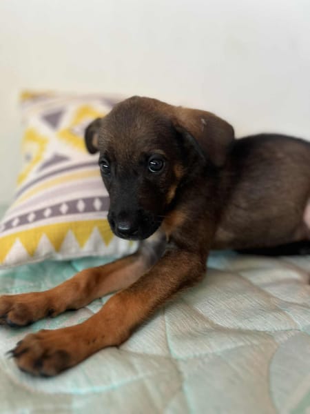 Brownie, femelle croisée berger, née le 01/08/2025 🐶