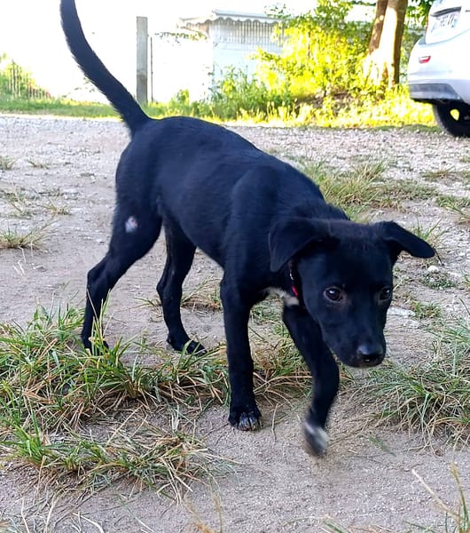 Dobbie, femelle berger, née le 21/06/2025 🐶