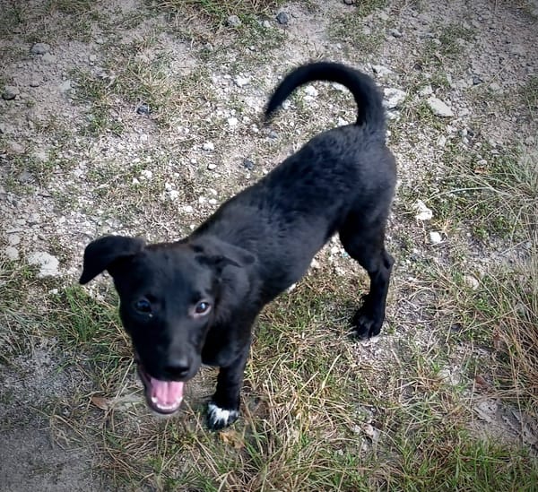 Dobbie, femelle berger, née le 21/06/2025 🐶