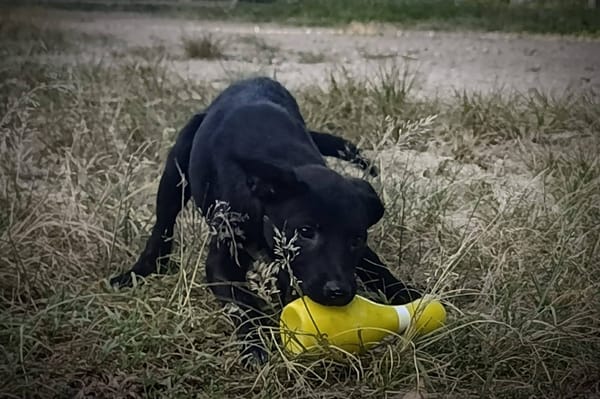 Dobbie, femelle berger, née le 21/06/2025 🐶
