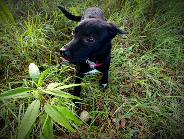 Dobbie, femelle berger, née le 21/06/2025 🐶