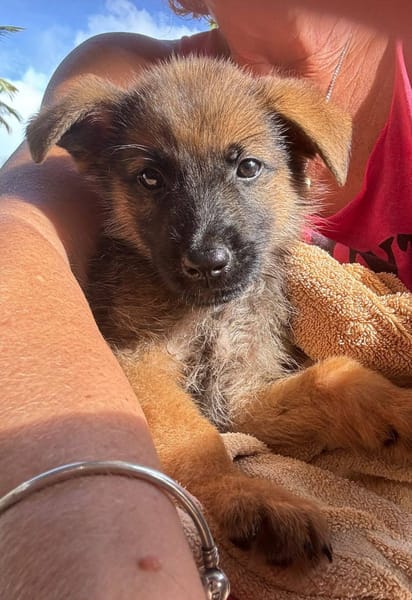 Felpo, mâle croisé berger, né le 01/08/2025 🐶