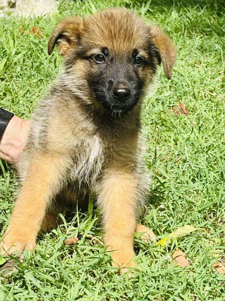 Felpo, mâle croisé berger, né le 01/08/2025 🐶