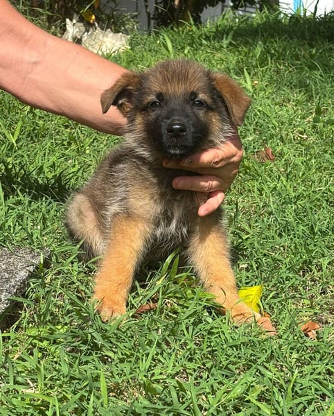 Felpo, mâle croisé berger, né le 01/08/2025 🐶