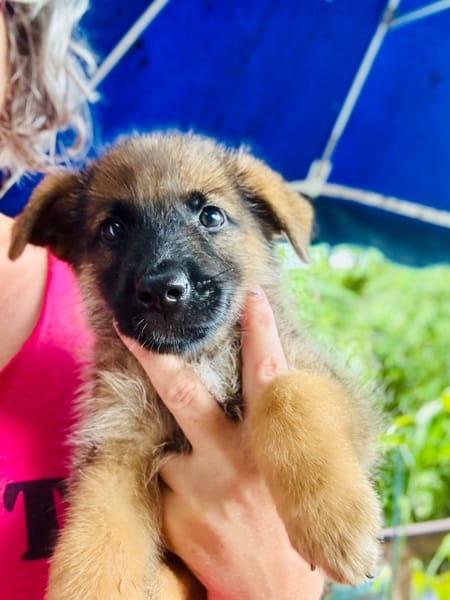 Felpo, mâle croisé berger, né le 01/08/2025 🐶
