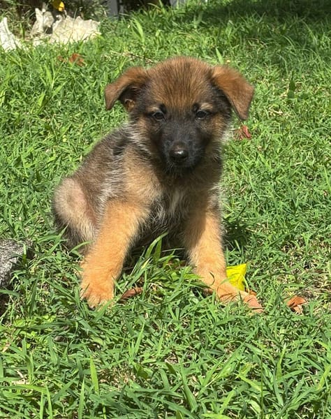 Felpo, mâle croisé berger, né le 01/08/2025 🐶