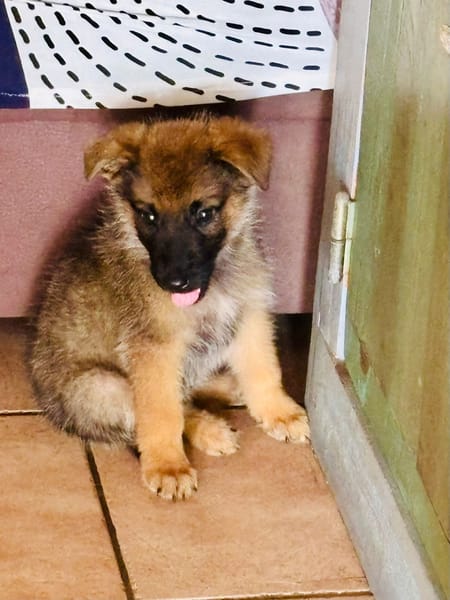 Felpo, mâle croisé berger, né le 01/08/2025 🐶