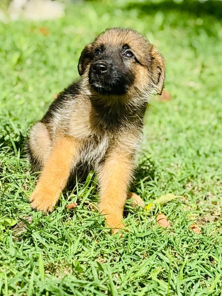Felpo, mâle croisé berger, né le 01/08/2025 🐶