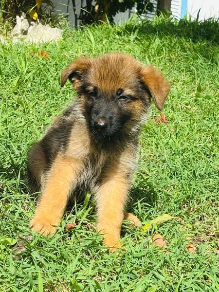 Felpo, mâle croisé berger, né le 01/08/2025 🐶