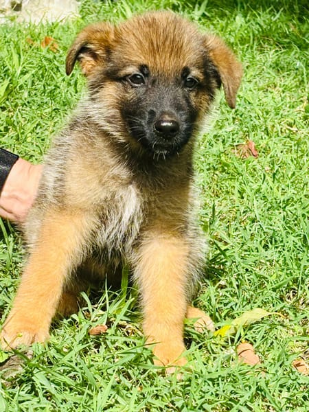 Felpo, mâle croisé berger, né le 01/08/2025 🐶