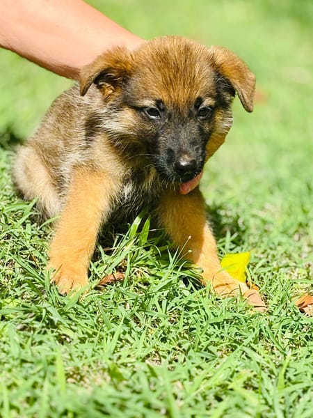 Felpo, mâle croisé berger, né le 01/08/2025 🐶