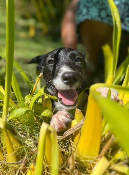 Muscat, femelle croisée berger, née le 01/07/2025 🐶