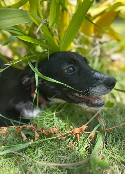 Muscat, femelle croisée berger, née le 01/07/2025 🐶