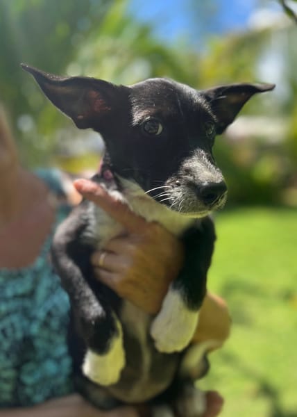 Muscat, femelle croisée berger, née le 01/07/2025 🐶