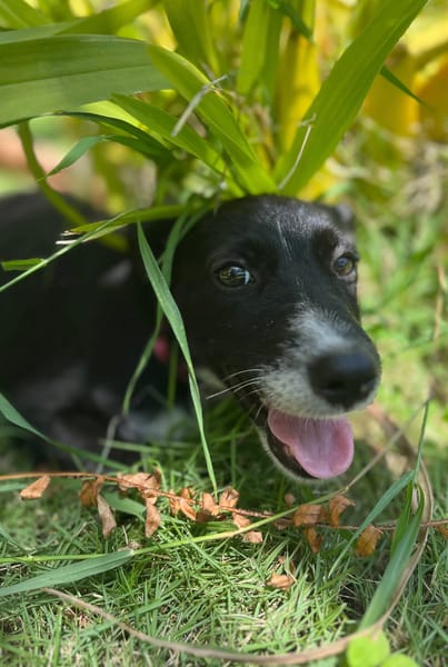 Muscat, femelle croisée berger, née le 01/07/2025 🐶
