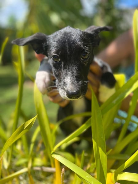 Muscat, femelle croisée berger, née le 01/07/2025 🐶