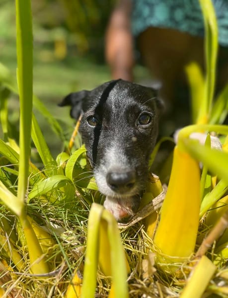 Muscat, femelle croisée berger, née le 01/07/2025 🐶