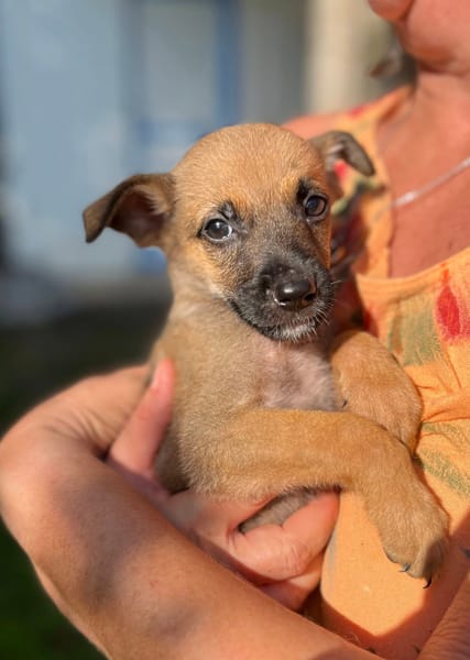 Rolly, femelle croisée berger, née le 01/08/2025 🐶