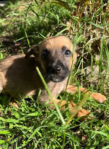 Rolly, femelle croisée berger, née le 01/08/2025 🐶