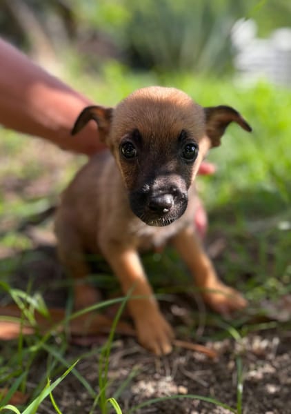 Rolly, femelle croisée berger, née le 01/08/2025 🐶