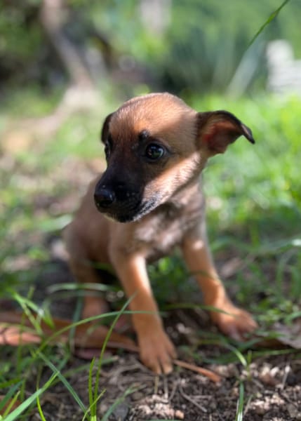 Rolly, femelle croisée berger, née le 01/08/2025 🐶