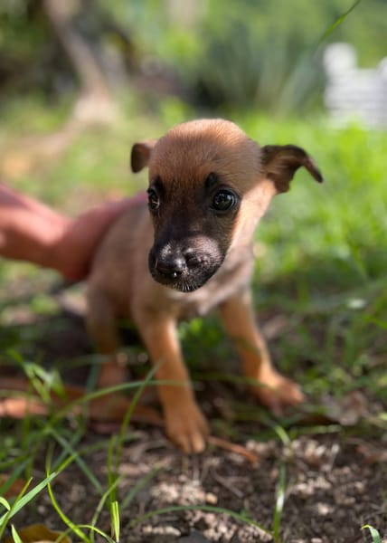 Rolly, femelle croisée berger, née le 01/08/2025 🐶