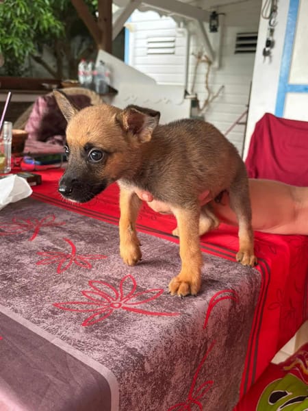 Rolly, femelle croisée berger, née le 01/08/2025 🐶